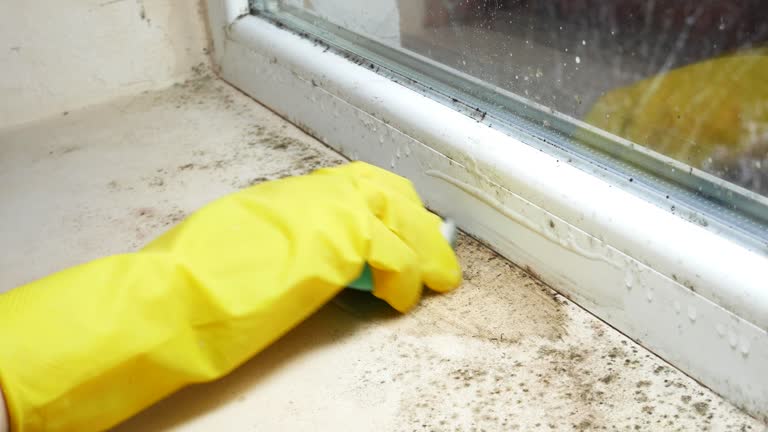 Best Mold Removal for HVAC Installations  in Splendora, TX